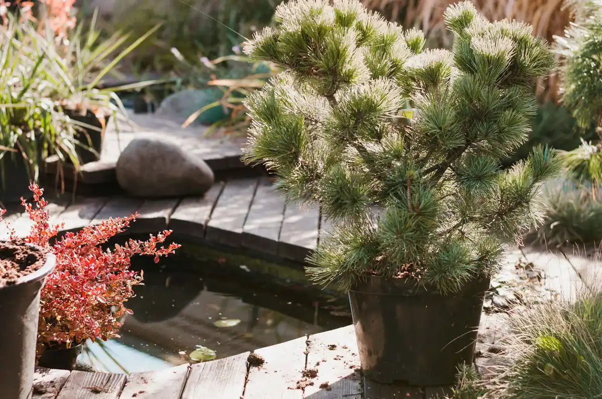 beautiful cozy garden with seating area and plants
