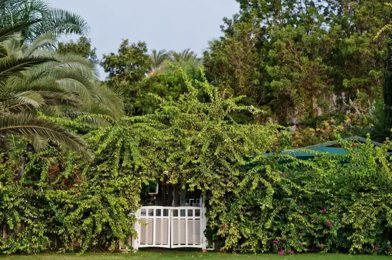 beautiful lush green garden backyard