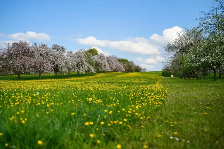 beautiful green lawn healthy grass Netherlands