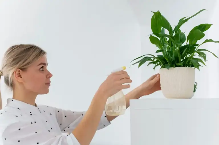 healthy indoor houseplants care