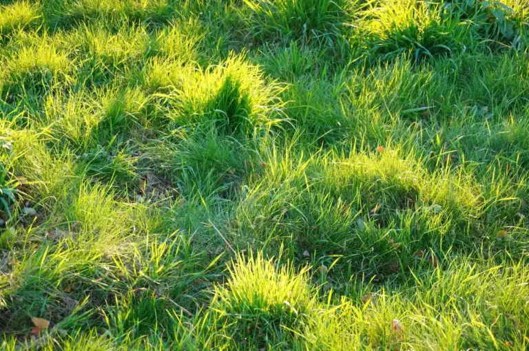 lawn grass types garden