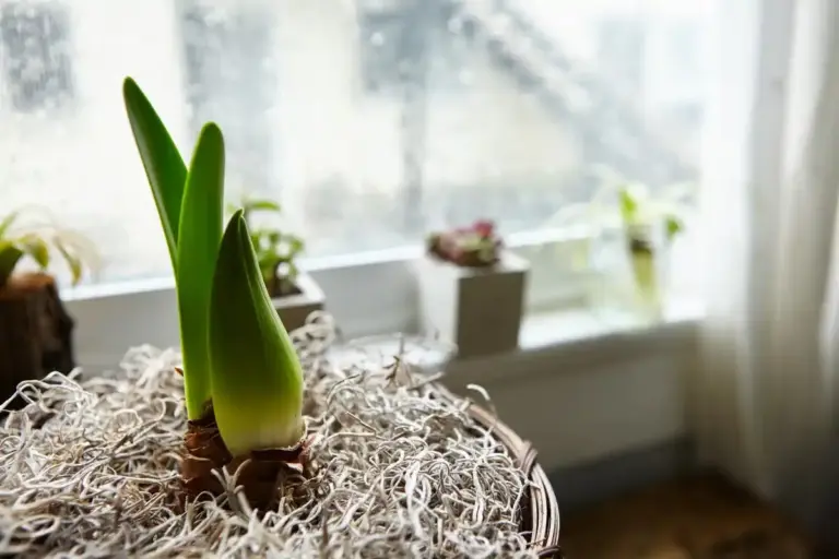 healthy indoor ornamental plants bright sunlight