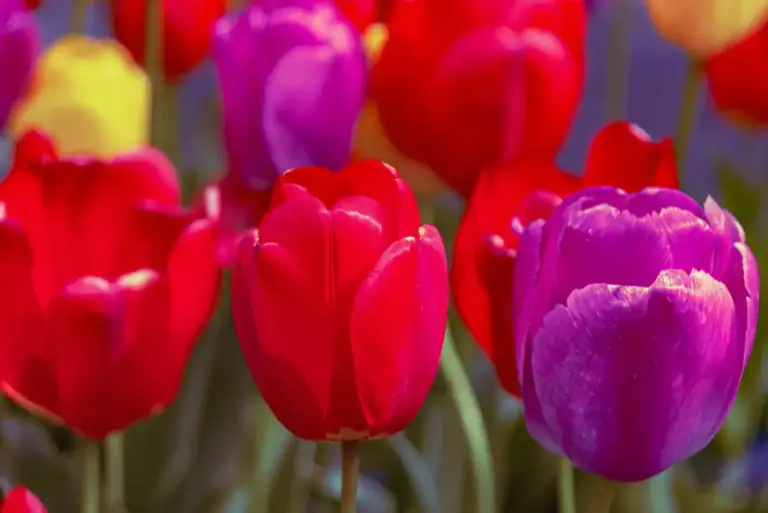 spring colorful garden plants Netherlands