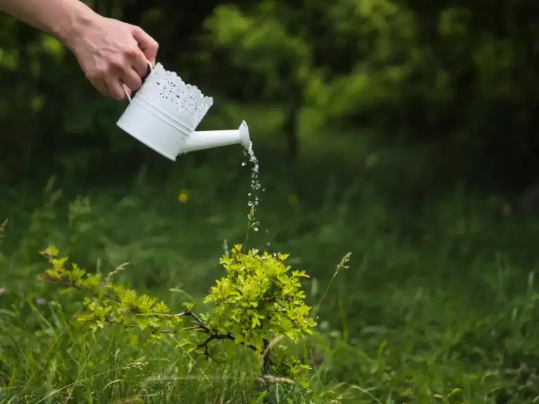 garden lawn care tips plants watering mulch