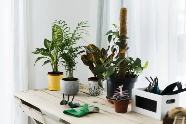 ornamental plants not growing indoor gardening