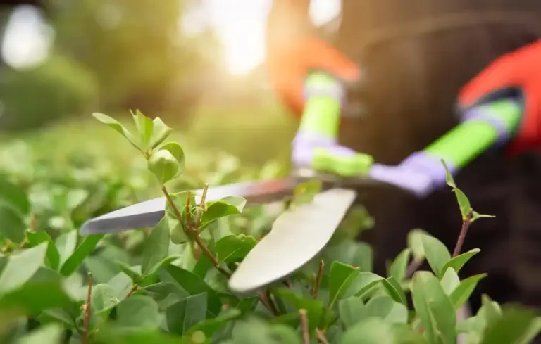 garden plants insect protection natural methods