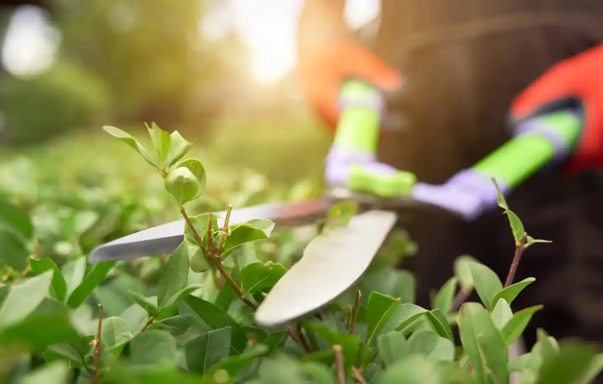 garden plants insect protection natural methods