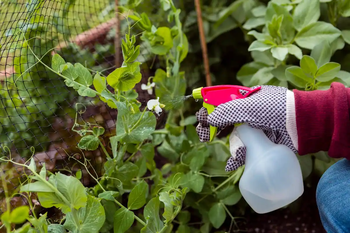 natural plant pest control remedies garden