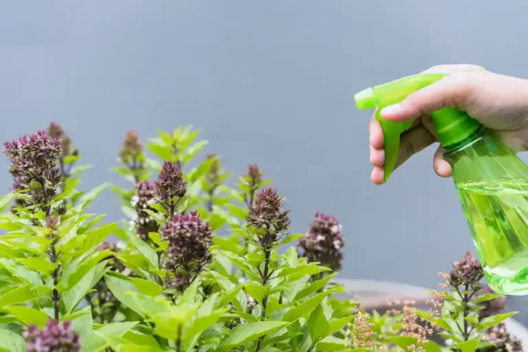 natural pest control garden plants