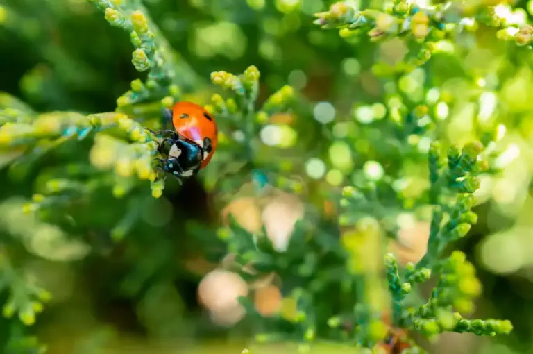 ladybug eating aphids garden natural pest control
