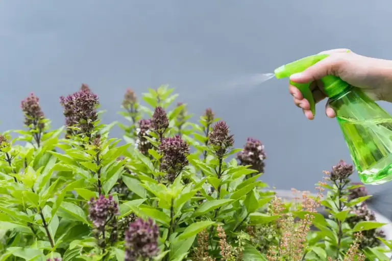 natural insect repellent garden