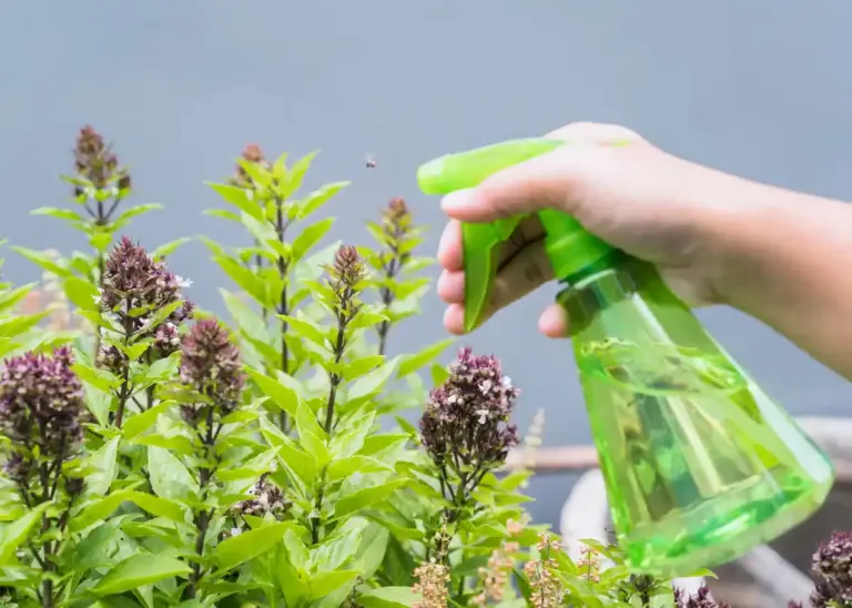 plants pest control natural remedies
