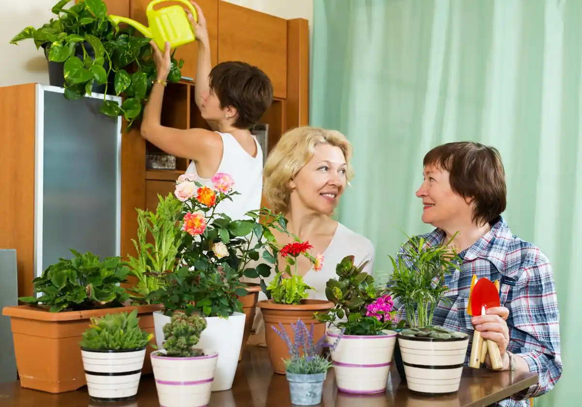 balkon plants spring healthy growth