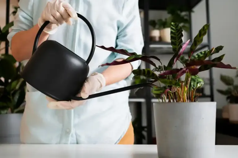 houseplants winter care