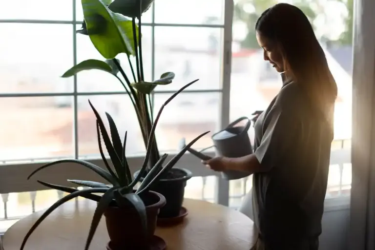easy to care houseplants resilient indoor plants