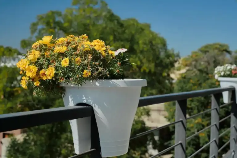 balcony garden easy plants low maintenance green balcony