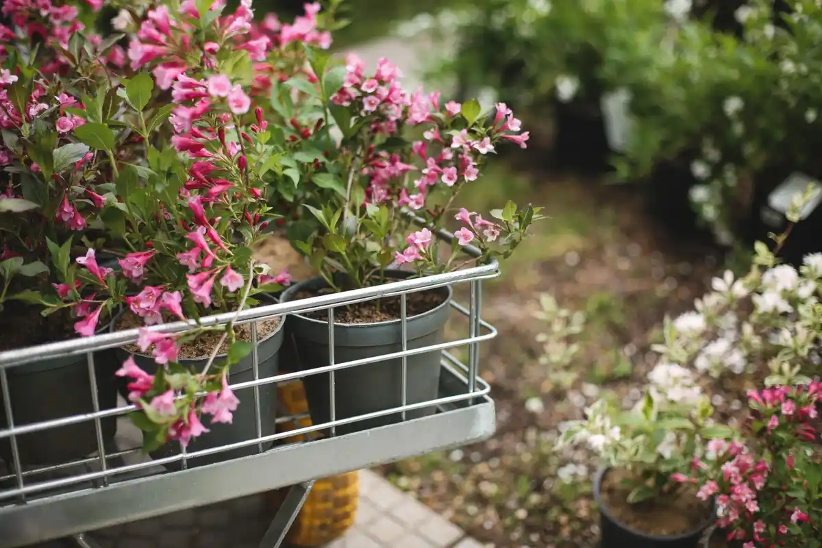 blooming balcony plants year round