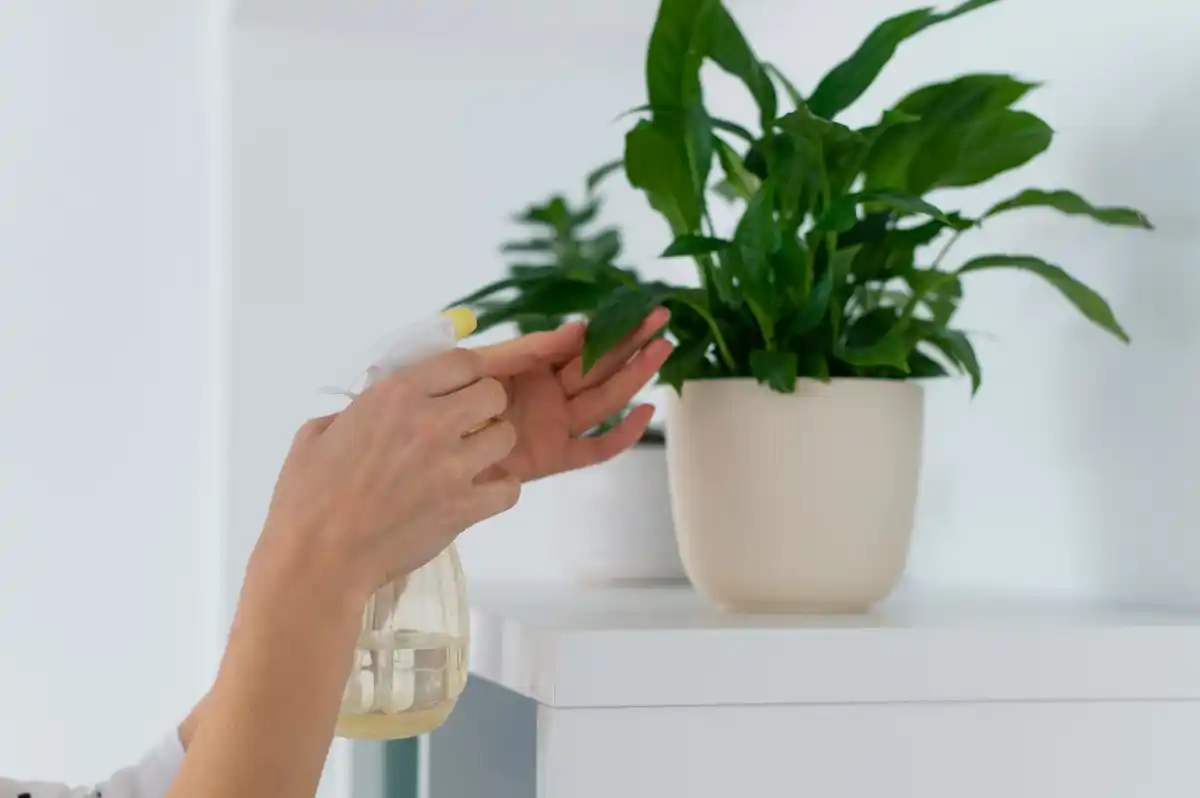 easy indoor plants fresh home