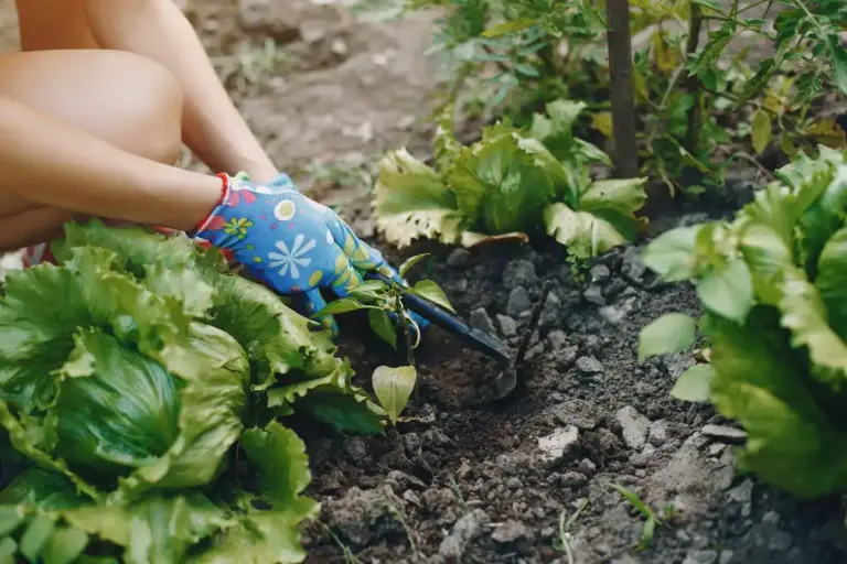 lettuce gardening tips