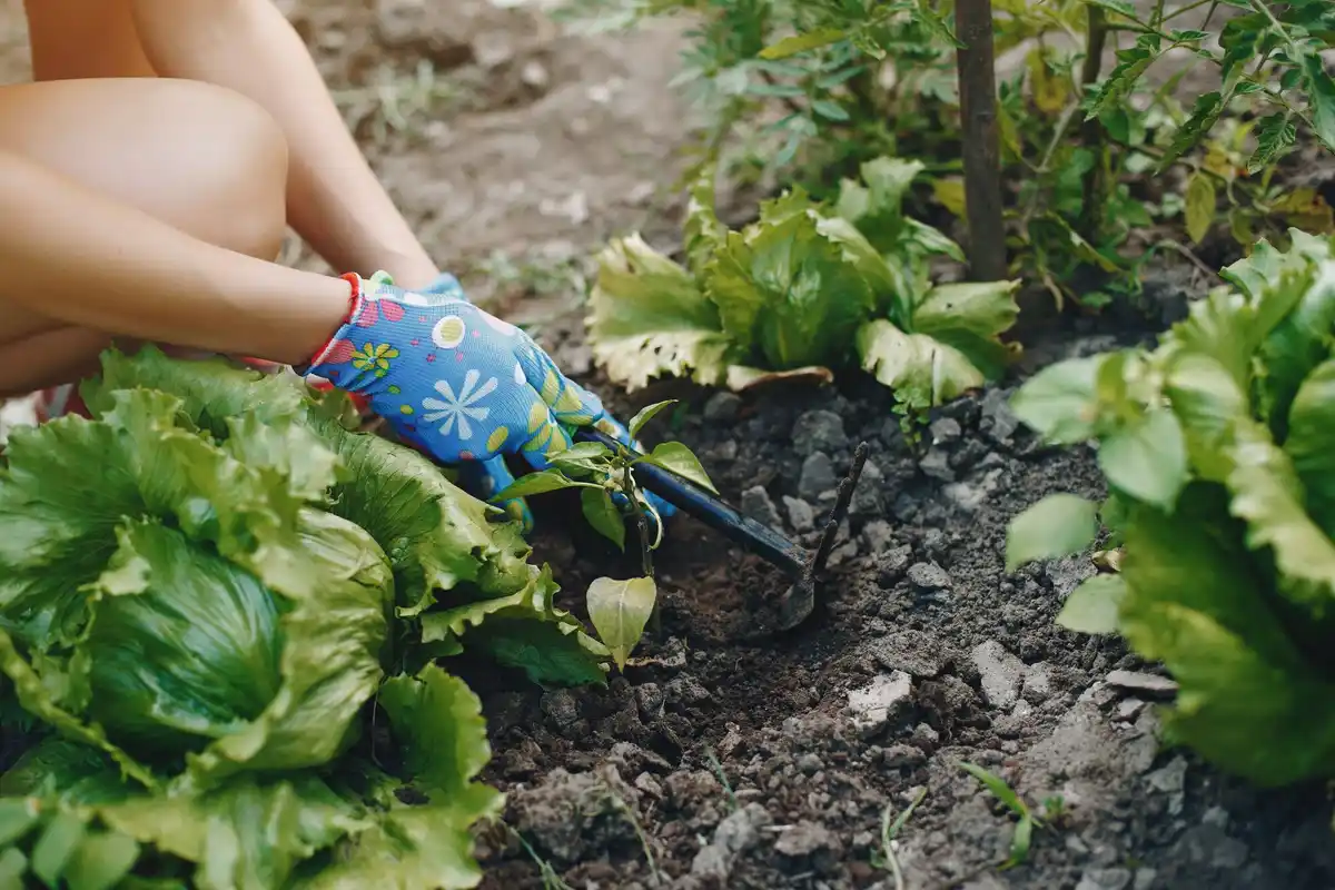 lettuce gardening tips