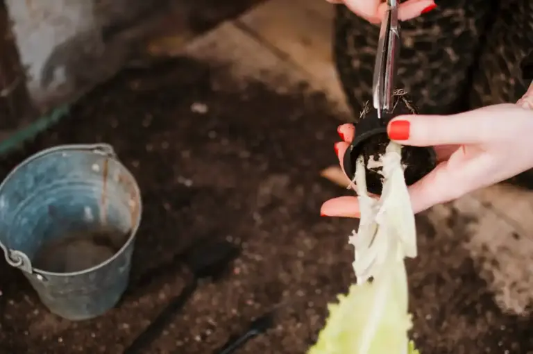 easy vegetable gardening tips Dutch garden harvest