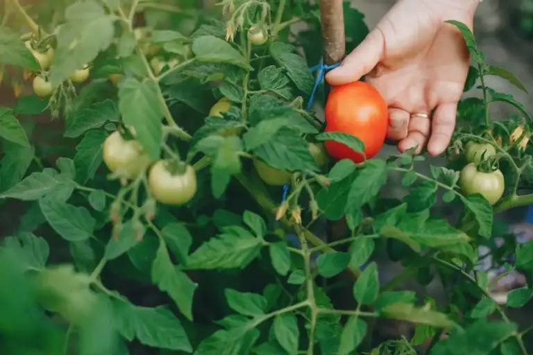 tomato planting mistakes garden