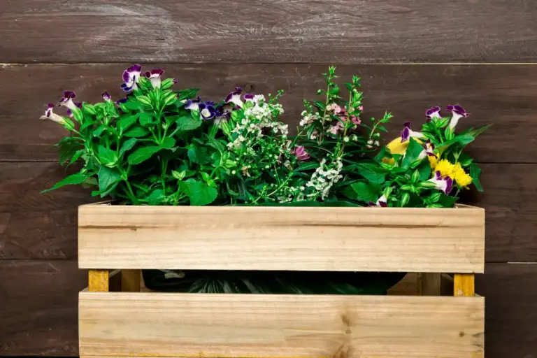 fresh summer herbs in pots