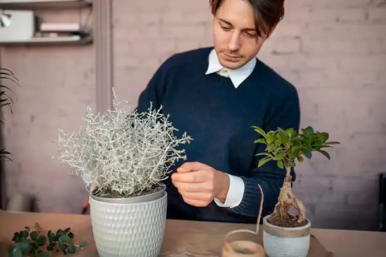 houseplant care common mistakes