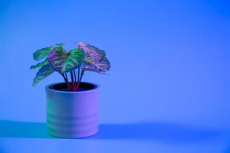 easy low light houseplants dark room