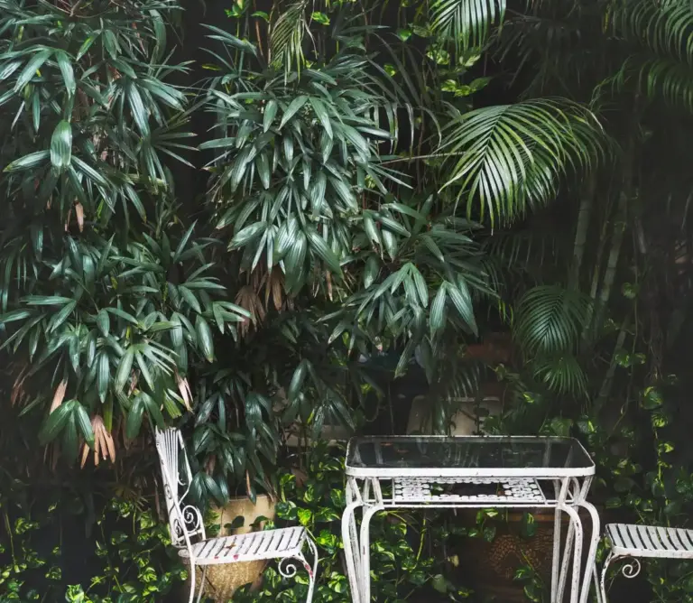 balkon plants balcony green outdoor