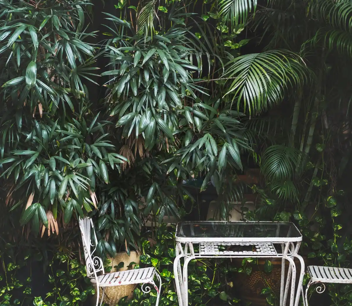 balkon plants balcony green outdoor