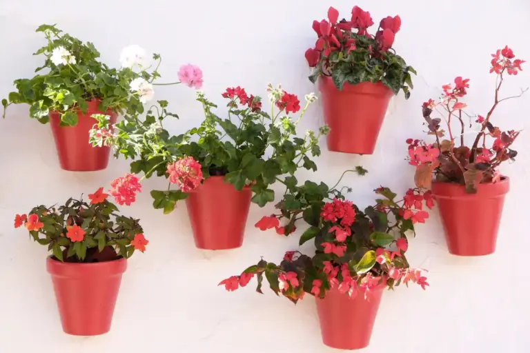 balkon planten nederlandse zomer