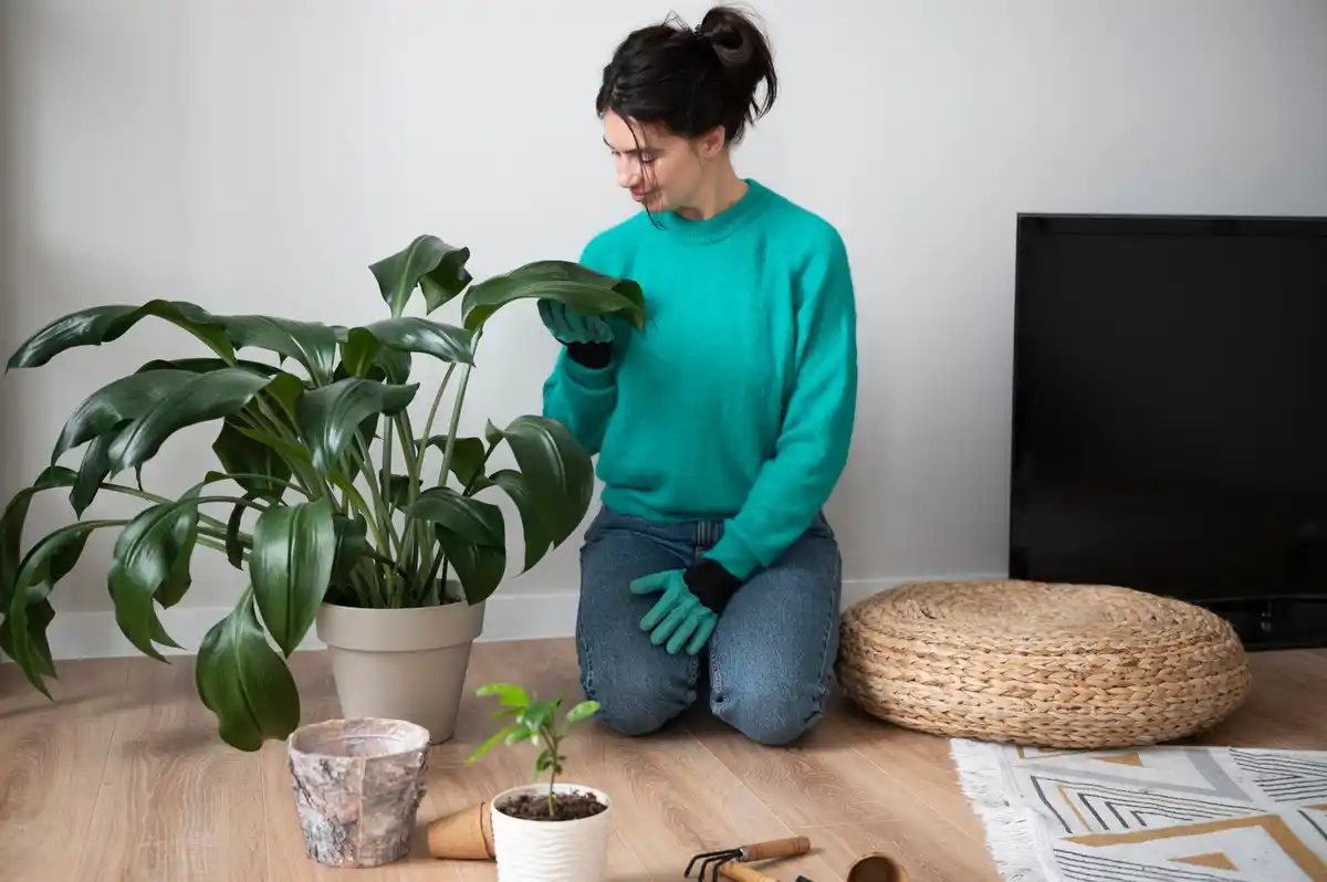 houseplant care common mistakes