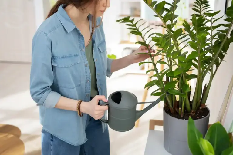 indoor potted plants watering care
