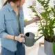 indoor potted plants watering care