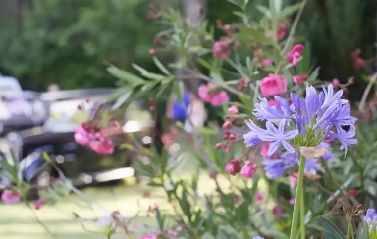 beautiful Dutch garden summer