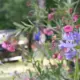 beautiful Dutch garden summer