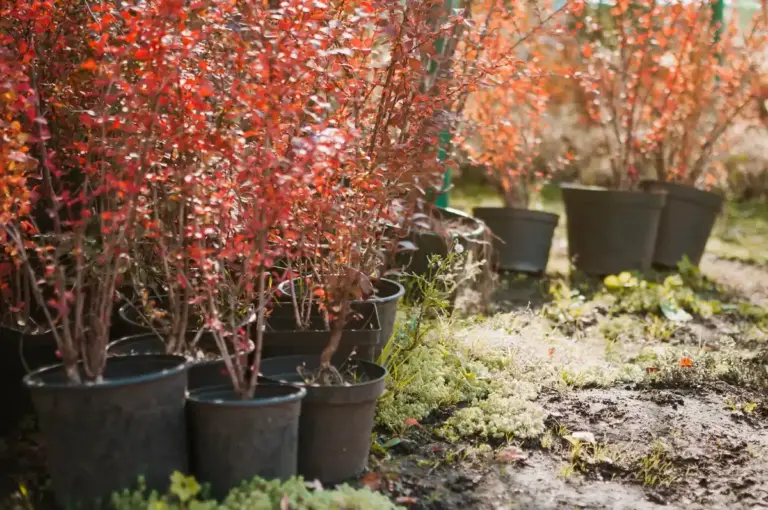mulched ornamental trees garden