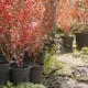mulched ornamental trees garden