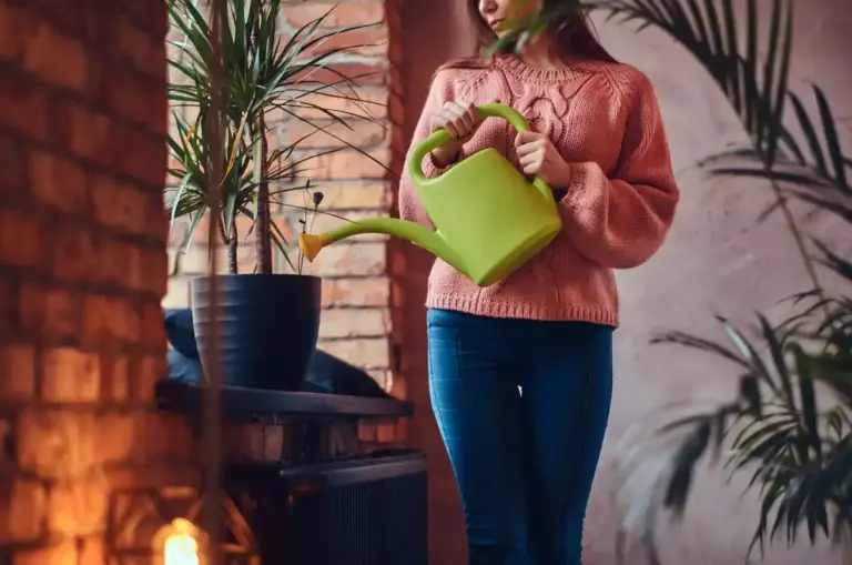 houseplants healthy care tips