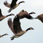 Belangrijke Veranderingen in Faunaschadebeleid voor Grondgebruikers in Utrecht!