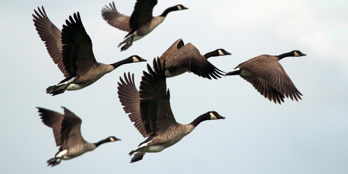 Belangrijke Veranderingen in Faunaschadebeleid voor Grondgebruikers in Utrecht!