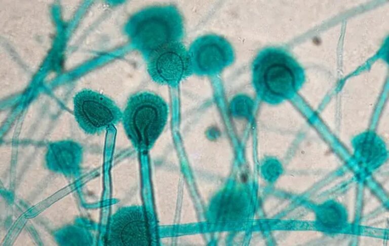 Belangrijkste Oorzaken van Huidige Verhoogde Schimmelinfecties bij Vrouwen: Klimaatverandering en Gevolgen