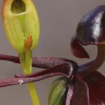 Bescherming van Inheemse Orchideeën: Een Oproep tot Actie