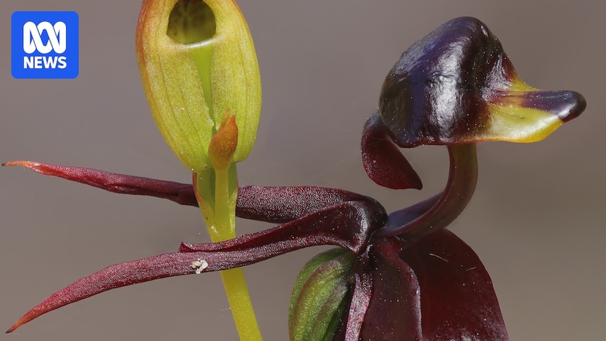 Bescherming van Inheemse Orchideeën: Een Oproep tot Actie