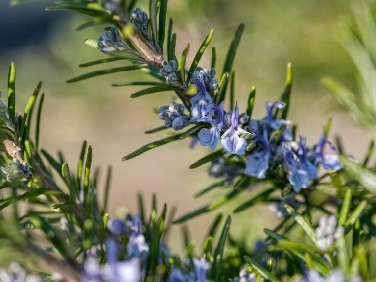 De Betekenis van Rozemarijnbloei: Een Signaal van Levenskracht!