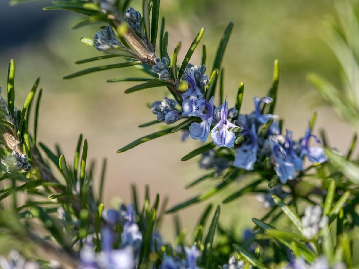 De Betekenis van Rozemarijnbloei: Een Signaal van Levenskracht!