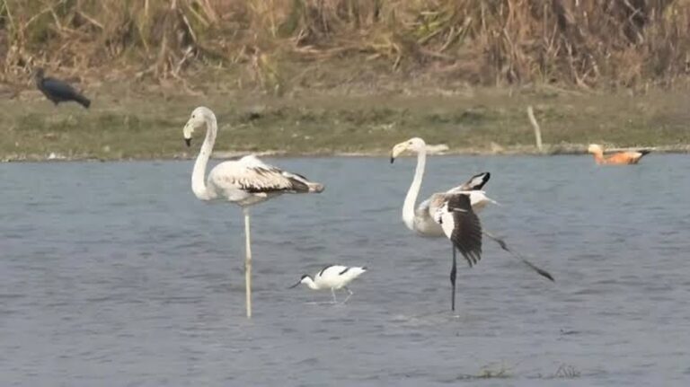 De Betoverende Migratie van Vogels naar de Natuurreservaten van Narora!