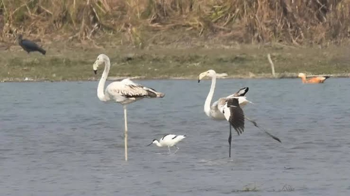 De Betoverende Migratie van Vogels naar de Natuurreservaten van Narora!