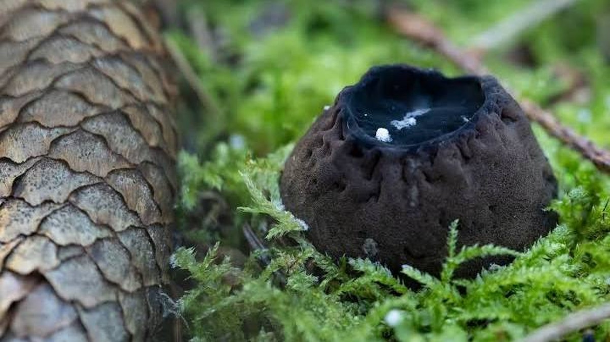 De Betoverende Wereld van de Zeldzame Paddenstoel: Een Oproep tot Bescherming